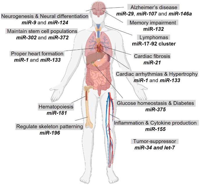 https://cdn.ncbi.nlm.nih.gov/pmc/blobs/af3d/11893309/7ca21c8ca98e/gr4.jpg