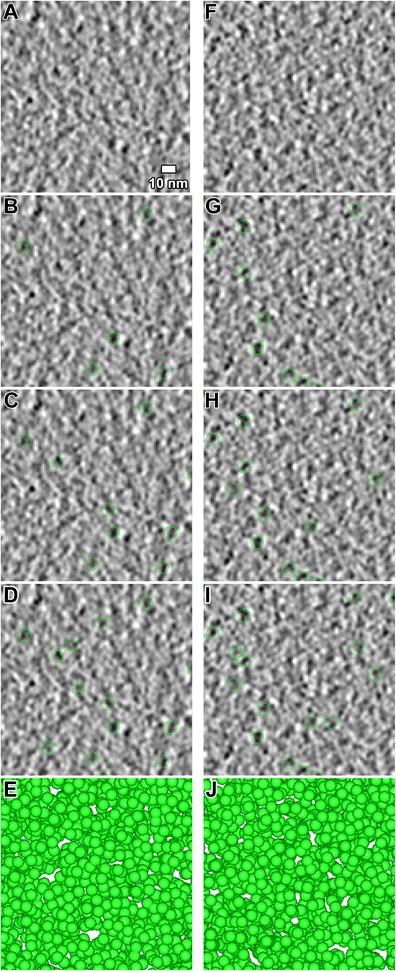 https://cdn.ncbi.nlm.nih.gov/pmc/blobs/af3e/3777167/89e4399ac1d0/412_2013_423_Fig3_HTML.jpg