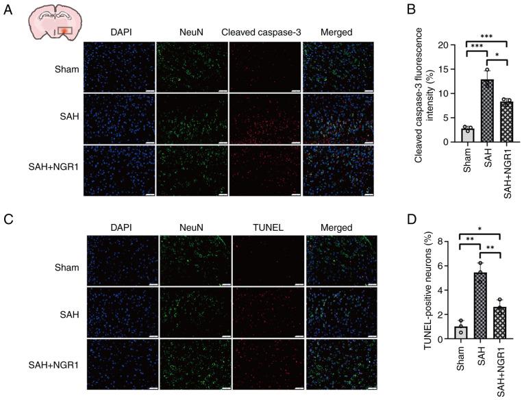 https://cdn.ncbi.nlm.nih.gov/pmc/blobs/af40/11736250/3e14a5696f04/mmr-31-03-13432-g02.jpg