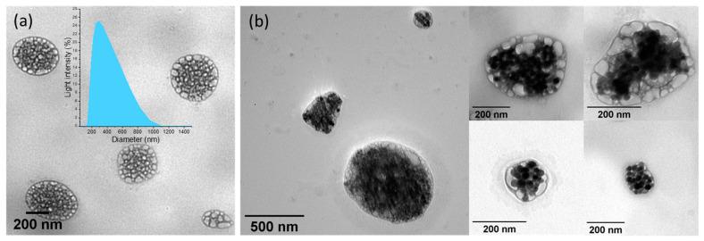 https://cdn.ncbi.nlm.nih.gov/pmc/blobs/af41/9697793/387b86d1ab12/pharmaceutics-14-02501-g002.jpg