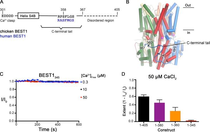 https://cdn.ncbi.nlm.nih.gov/pmc/blobs/af4d/6219684/b4a084ab8a85/JGP_201812190_Fig2.jpg