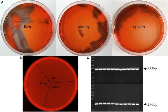 https://cdn.ncbi.nlm.nih.gov/pmc/blobs/af4f/5357632/33c85ee1b55f/fcimb-07-00086-g0002.jpg