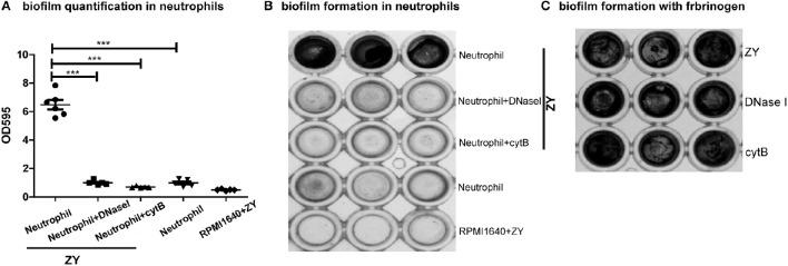https://cdn.ncbi.nlm.nih.gov/pmc/blobs/af4f/5357632/584b6de49b2b/fcimb-07-00086-g0001.jpg