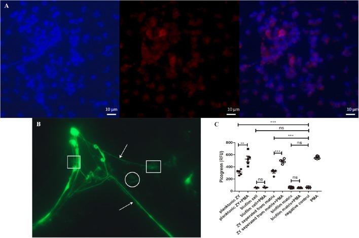 https://cdn.ncbi.nlm.nih.gov/pmc/blobs/af4f/5357632/7403d3730701/fcimb-07-00086-g0006.jpg