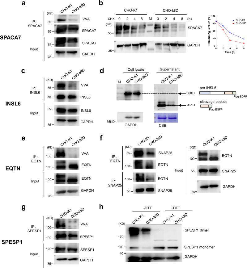 https://cdn.ncbi.nlm.nih.gov/pmc/blobs/af51/11920050/18d9e39cc467/41467_2025_57980_Fig7_HTML.jpg