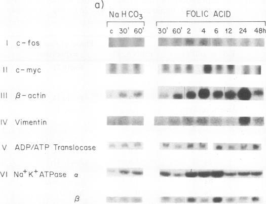 https://cdn.ncbi.nlm.nih.gov/pmc/blobs/af51/282059/ded6a63a926e/pnas00297-0202-b.jpg