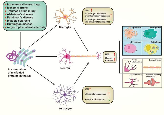 https://cdn.ncbi.nlm.nih.gov/pmc/blobs/af52/8784382/379ed0135d88/fimmu-12-794580-g003.jpg