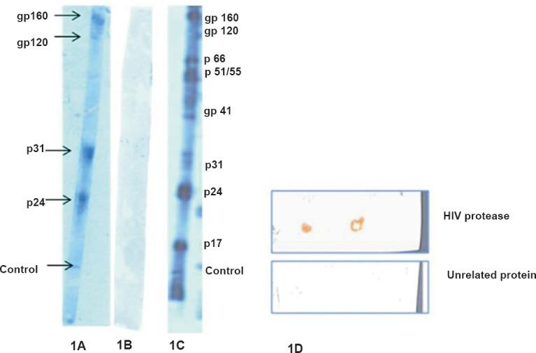 https://cdn.ncbi.nlm.nih.gov/pmc/blobs/af59/4510722/778e0c28265d/IJMR-141-423-g001.jpg