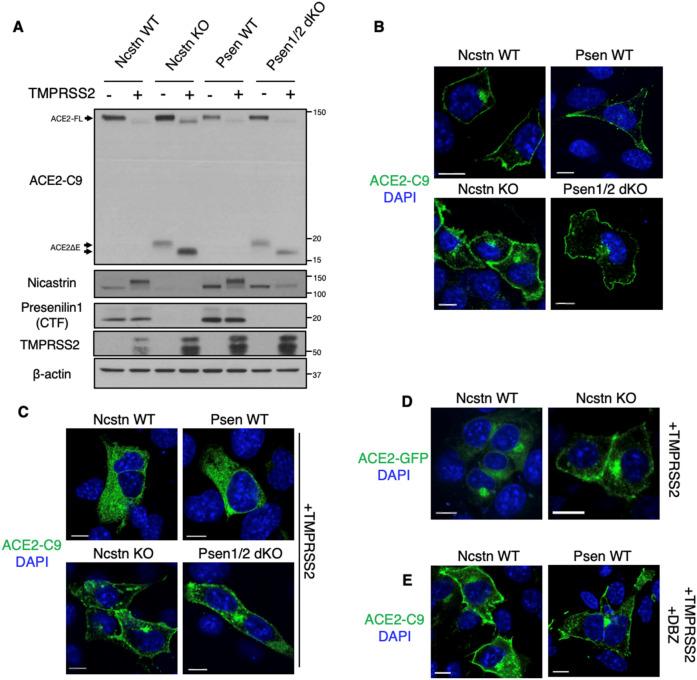 https://cdn.ncbi.nlm.nih.gov/pmc/blobs/af59/8105332/d9e983297af8/41598_2021_89379_Fig2_HTML.jpg