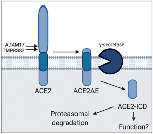 https://cdn.ncbi.nlm.nih.gov/pmc/blobs/af59/8105332/fe5b61429b65/41598_2021_89379_Fig5_HTML.jpg