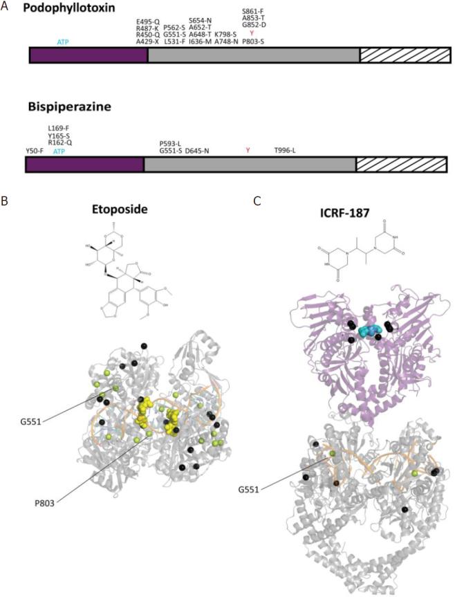 https://cdn.ncbi.nlm.nih.gov/pmc/blobs/af5a/9090595/18bdadfc53a0/cdr-3-149.fig.4.jpg
