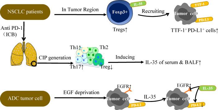 https://cdn.ncbi.nlm.nih.gov/pmc/blobs/af5b/8176033/bda8dbd73b94/fimmu-12-683332-g003.jpg