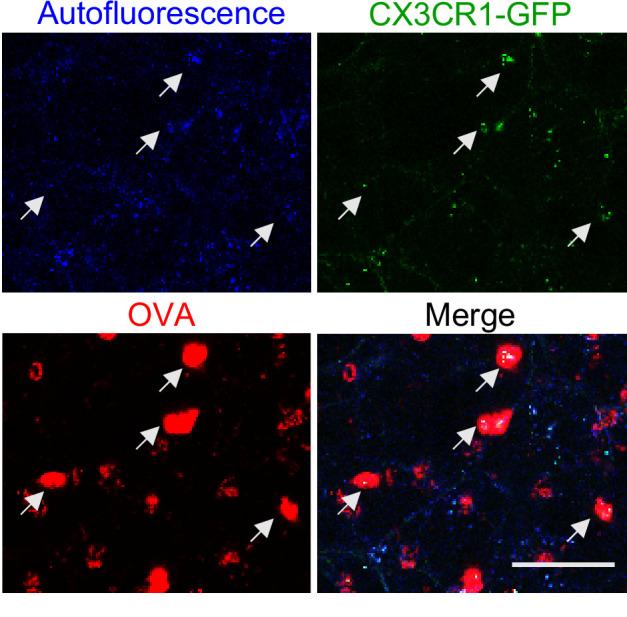 https://cdn.ncbi.nlm.nih.gov/pmc/blobs/af5e/9560158/24a2b6afee22/elife-63296-fig2-figsupp1.jpg