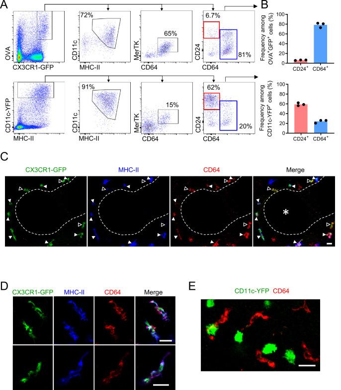 https://cdn.ncbi.nlm.nih.gov/pmc/blobs/af5e/9560158/5a9eb14283fe/elife-63296-fig3.jpg
