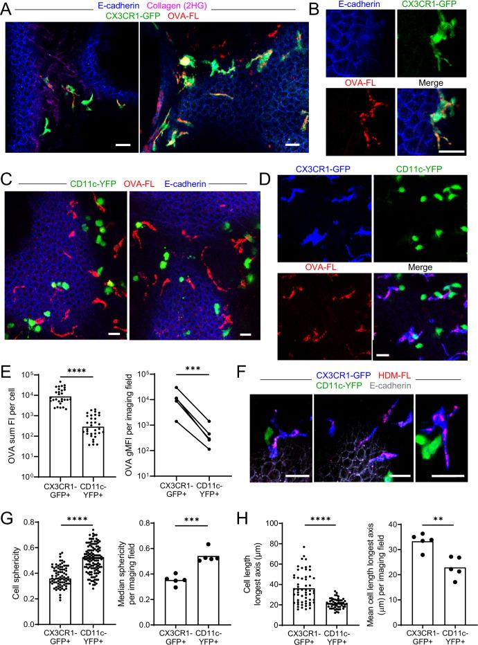https://cdn.ncbi.nlm.nih.gov/pmc/blobs/af5e/9560158/8b95307b89d7/elife-63296-fig2.jpg