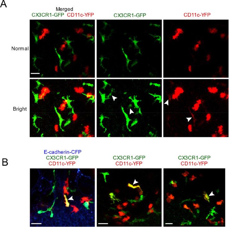 https://cdn.ncbi.nlm.nih.gov/pmc/blobs/af5e/9560158/e63ed8c0d12f/elife-63296-fig2-figsupp2.jpg