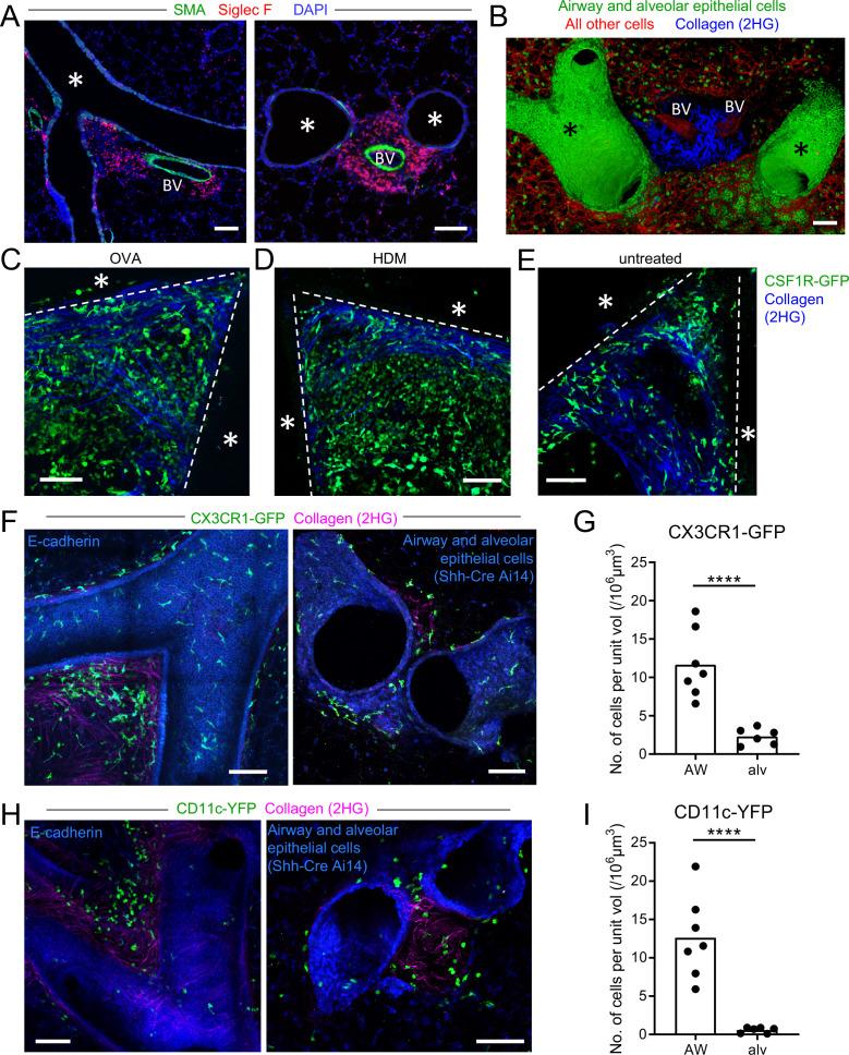 https://cdn.ncbi.nlm.nih.gov/pmc/blobs/af5e/9560158/f5590031547c/elife-63296-fig1.jpg