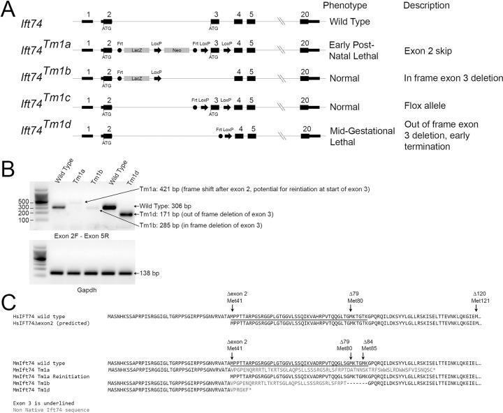 https://cdn.ncbi.nlm.nih.gov/pmc/blobs/af60/10298753/70a94956f828/pgen.1010796.g004.jpg