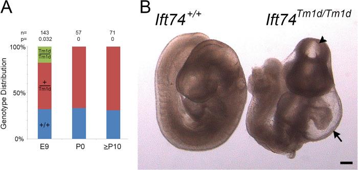 https://cdn.ncbi.nlm.nih.gov/pmc/blobs/af60/10298753/739a11012c92/pgen.1010796.g008.jpg