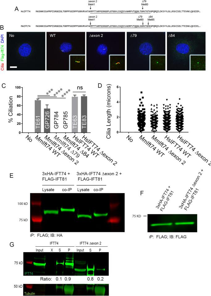 https://cdn.ncbi.nlm.nih.gov/pmc/blobs/af60/10298753/8be7a6cba836/pgen.1010796.g009.jpg
