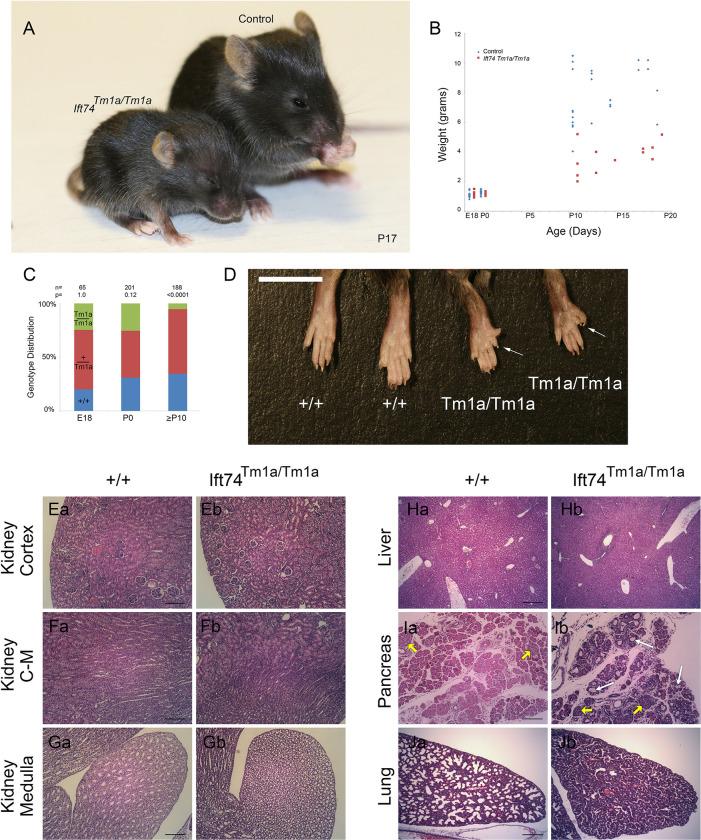 https://cdn.ncbi.nlm.nih.gov/pmc/blobs/af60/10298753/b576df015f3d/pgen.1010796.g005.jpg