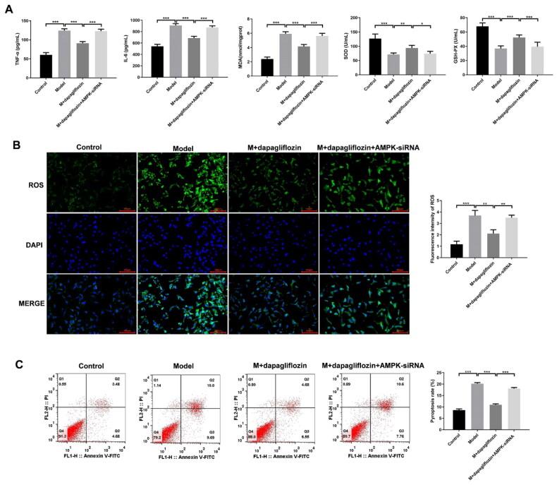 https://cdn.ncbi.nlm.nih.gov/pmc/blobs/af63/12020146/42e8b2a5ff97/IRNF_A_2495111_F0004_C.jpg