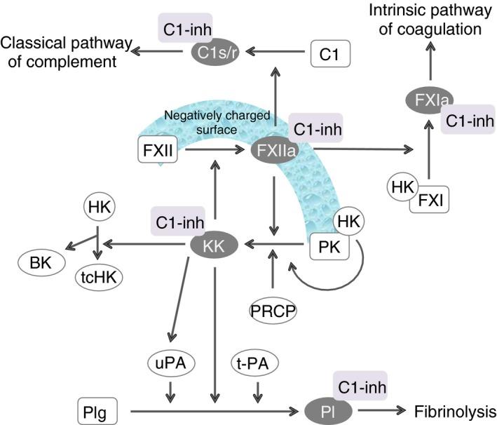 https://cdn.ncbi.nlm.nih.gov/pmc/blobs/af66/6332742/00be2ea1ce45/RTH2-3-38-g001.jpg