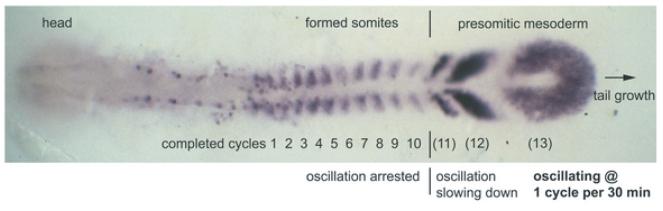 https://cdn.ncbi.nlm.nih.gov/pmc/blobs/af67/3046134/7a44e92c0021/pone.0016980.g001.jpg