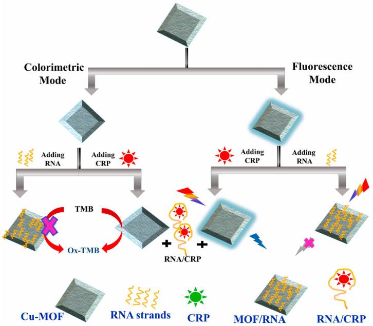 https://cdn.ncbi.nlm.nih.gov/pmc/blobs/af68/10296523/19cdbcec05b1/biosensors-13-00632-g007.jpg
