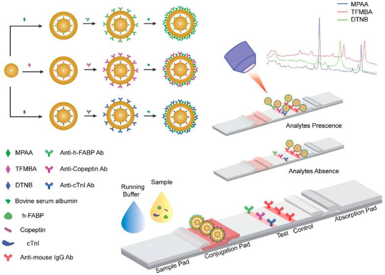 https://cdn.ncbi.nlm.nih.gov/pmc/blobs/af68/10296523/35f0b9dc557b/biosensors-13-00632-g003.jpg