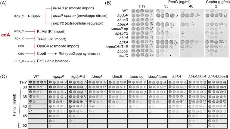 https://cdn.ncbi.nlm.nih.gov/pmc/blobs/af68/11238645/e96e66cfdcf8/uqae014fig4.jpg
