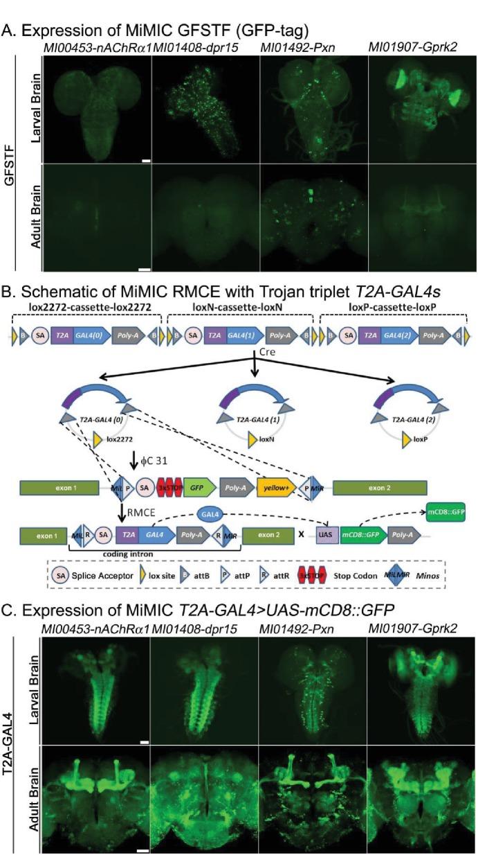 https://cdn.ncbi.nlm.nih.gov/pmc/blobs/af68/5898912/87410e4335fc/elife-35574-fig1.jpg