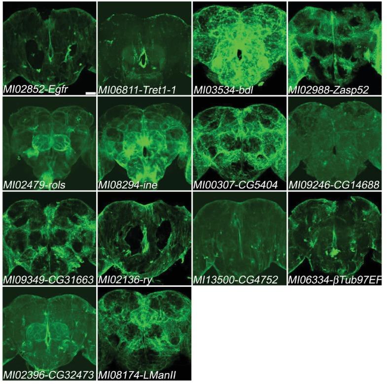 https://cdn.ncbi.nlm.nih.gov/pmc/blobs/af68/5898912/9f162691720b/elife-35574-fig5-figsupp2.jpg