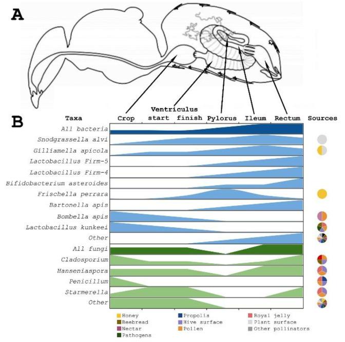 https://cdn.ncbi.nlm.nih.gov/pmc/blobs/af69/9785237/fd91376dd890/microorganisms-10-02359-g002.jpg