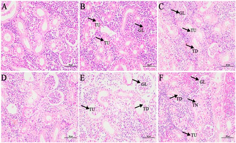 https://cdn.ncbi.nlm.nih.gov/pmc/blobs/af71/12026950/452bac304a7e/genes-16-00392-g005.jpg