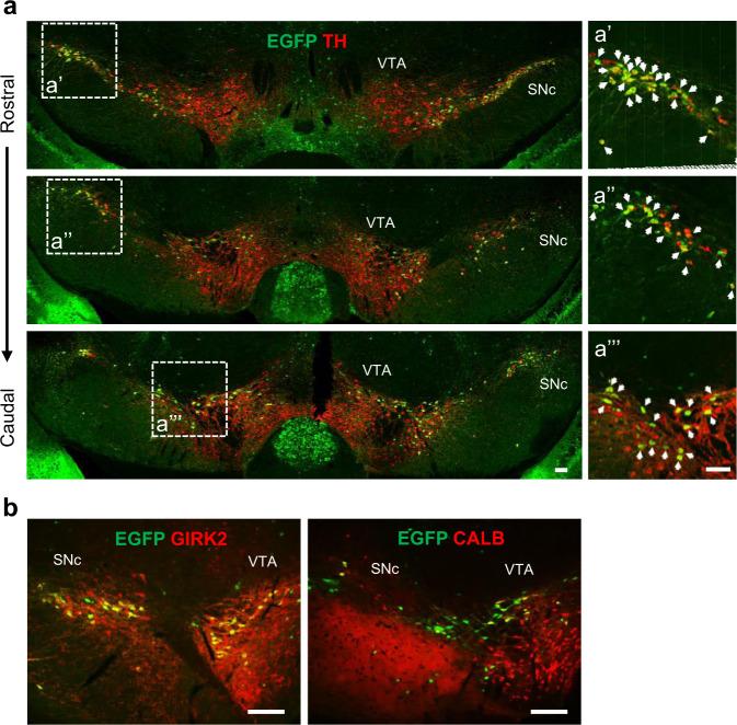 https://cdn.ncbi.nlm.nih.gov/pmc/blobs/af71/8651753/2540644a469c/41531_2021_252_Fig2_HTML.jpg