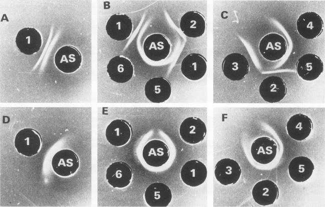 https://cdn.ncbi.nlm.nih.gov/pmc/blobs/af76/260408/f2162cb4fc83/iai00087-0280-a.jpg