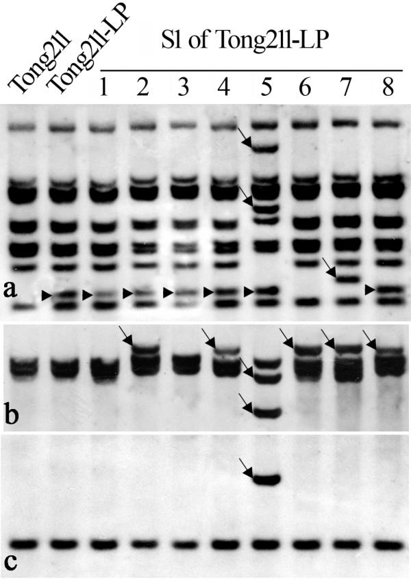 https://cdn.ncbi.nlm.nih.gov/pmc/blobs/af77/2696445/708e8e3d77c2/1471-2229-9-63-4.jpg