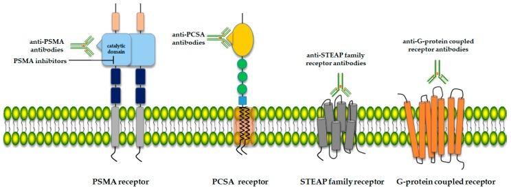 https://cdn.ncbi.nlm.nih.gov/pmc/blobs/af77/7181060/336aa3f7959d/molecules-25-01743-g001.jpg
