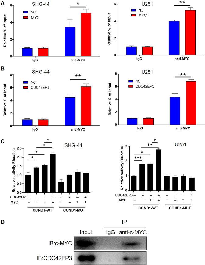 https://cdn.ncbi.nlm.nih.gov/pmc/blobs/af7c/8975815/39c9228d66eb/41419_2022_4733_Fig4_HTML.jpg