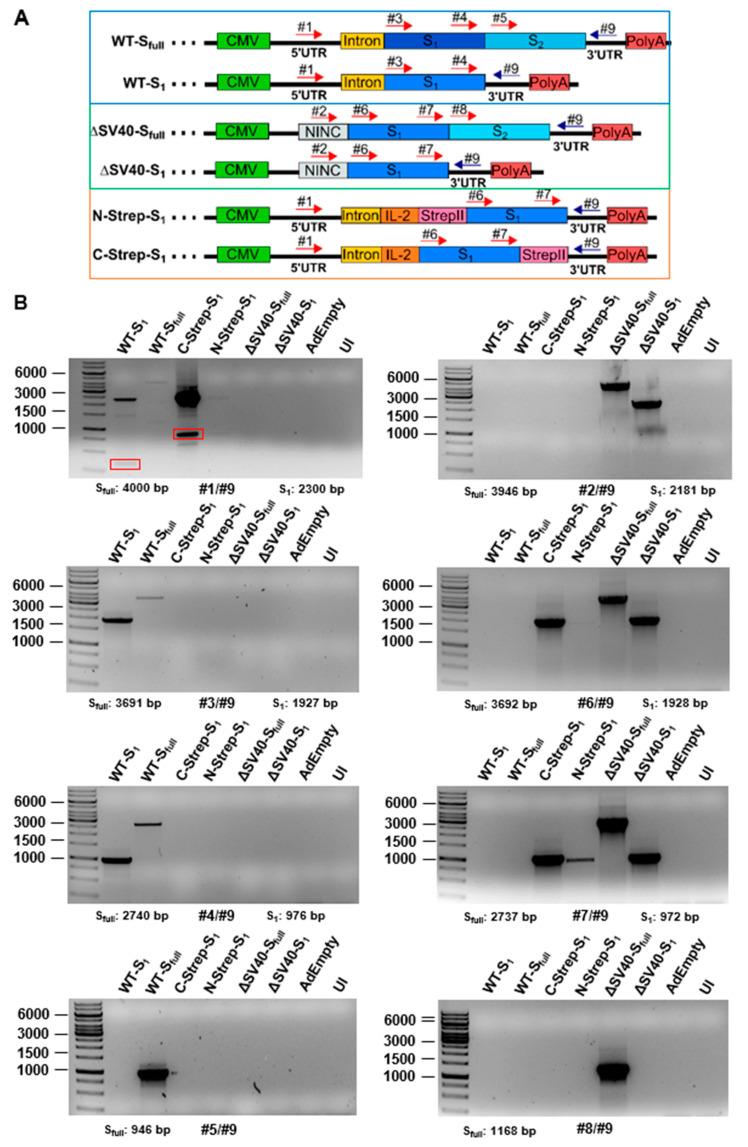 https://cdn.ncbi.nlm.nih.gov/pmc/blobs/af7e/10675337/ed1e10496091/viruses-15-02155-g005.jpg