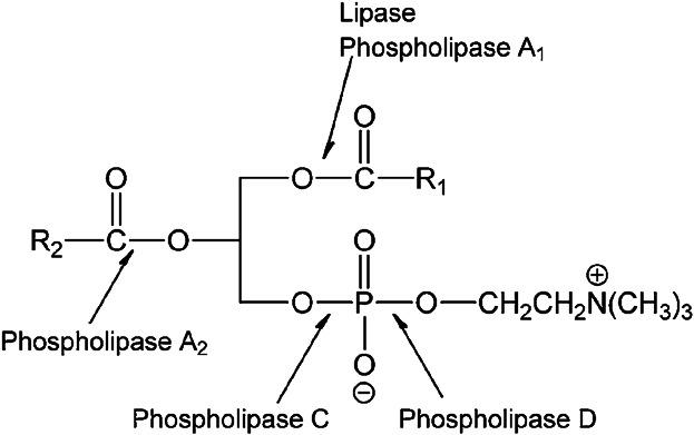 https://cdn.ncbi.nlm.nih.gov/pmc/blobs/af80/4207189/716bf2a18ce0/ejlt0116-1088-f5.jpg