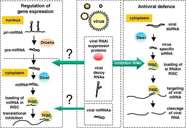 https://cdn.ncbi.nlm.nih.gov/pmc/blobs/af80/7164049/7fa262f75767/FEB2-580-2896-g001.jpg