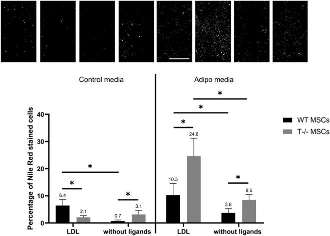https://cdn.ncbi.nlm.nih.gov/pmc/blobs/af82/11663858/cc0be1d85888/fcell-12-1446363-g008.jpg