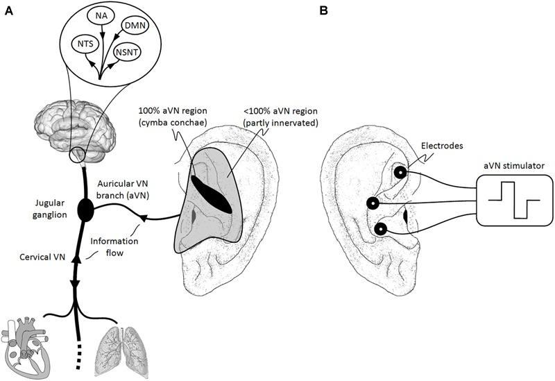 https://cdn.ncbi.nlm.nih.gov/pmc/blobs/af86/6667675/ba70e0b8766b/fnins-13-00772-g001.jpg