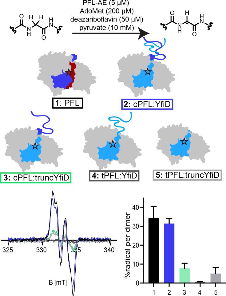 https://cdn.ncbi.nlm.nih.gov/pmc/blobs/af89/8683613/f43eccfe9790/gr5.jpg
