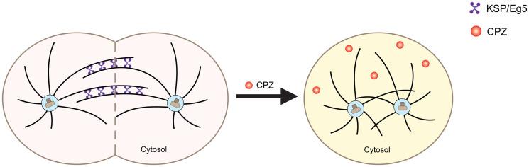 https://cdn.ncbi.nlm.nih.gov/pmc/blobs/af8a/8274723/2e231fe8d86d/oncotarget-12-1406-g003.jpg