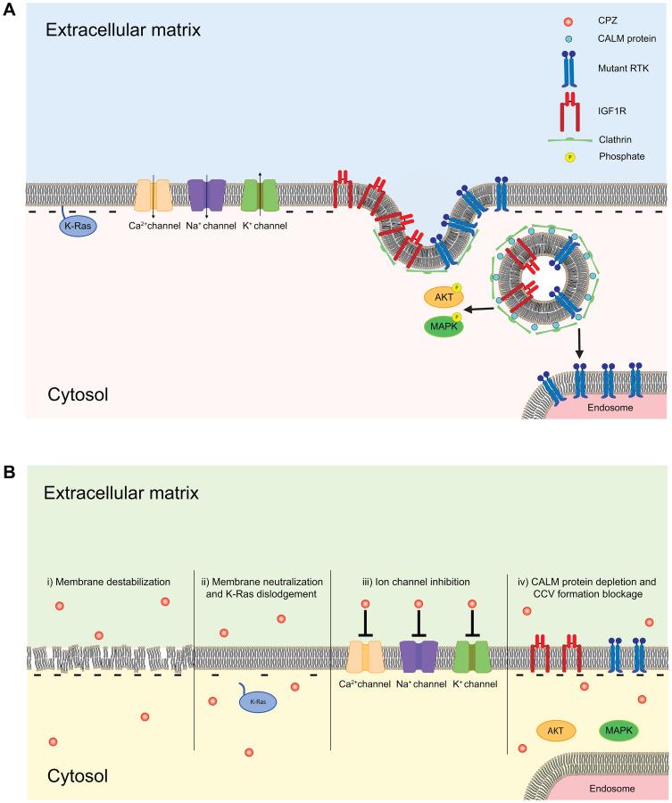 https://cdn.ncbi.nlm.nih.gov/pmc/blobs/af8a/8274723/5a8a2bc9e314/oncotarget-12-1406-g005.jpg