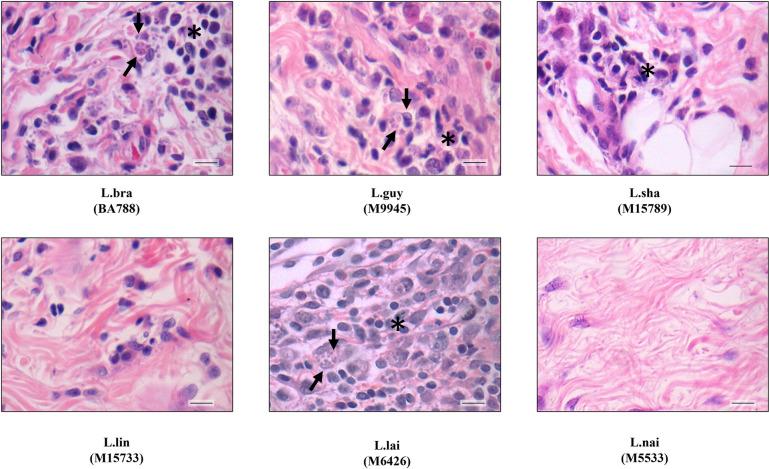 https://cdn.ncbi.nlm.nih.gov/pmc/blobs/af95/11315283/2deb66ec7685/pntd.0012333.g005.jpg