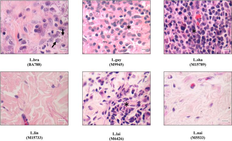 https://cdn.ncbi.nlm.nih.gov/pmc/blobs/af95/11315283/e7f26751ce7f/pntd.0012333.g006.jpg